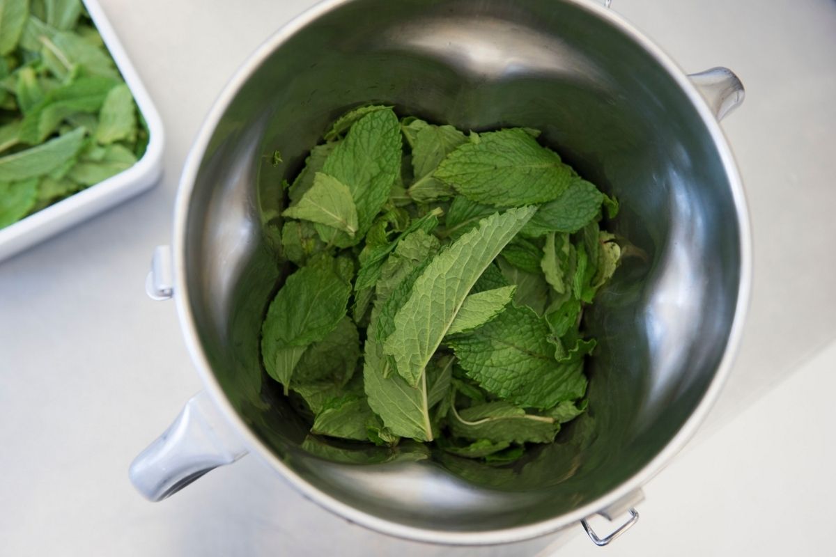 Bunch of fresh spearmint leaves in a stainless bowl—natural colour source for mint gelato