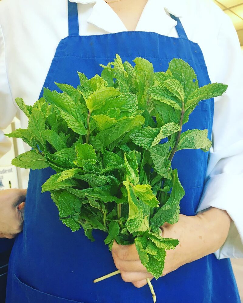 Fresh mint used for fresh mint gelato flavor